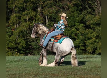 Appaloosa, Caballo castrado, 4 años, 152 cm, Ruano alazán