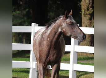 Appaloosa Mestizo, Caballo castrado, 4 años, 152 cm, Ruano alazán