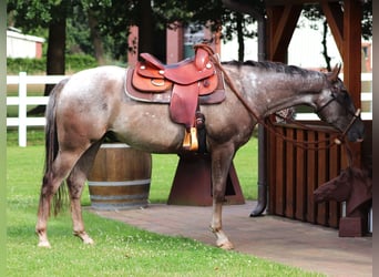 Appaloosa Mestizo, Caballo castrado, 4 años, 152 cm, Ruano alazán