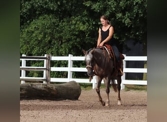 Appaloosa Mestizo, Caballo castrado, 4 años, 152 cm, Ruano alazán