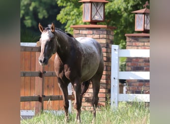 Appaloosa Mestizo, Caballo castrado, 4 años, 152 cm, Ruano alazán