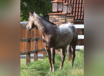 Appaloosa Mestizo, Caballo castrado, 4 años, 152 cm, Ruano alazán