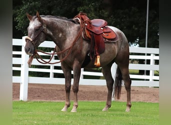 Appaloosa Mestizo, Caballo castrado, 4 años, 152 cm, Ruano alazán