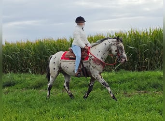 Appaloosa Mestizo, Caballo castrado, 4 años, 153 cm, Atigrado/Moteado