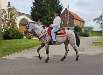Appaloosa Mestizo, Caballo castrado, 4 años, 153 cm, Atigrado/Moteado