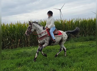 Appaloosa Mestizo, Caballo castrado, 4 años, 153 cm, Atigrado/Moteado