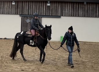 Appaloosa, Caballo castrado, 4 años, 153 cm, Negro