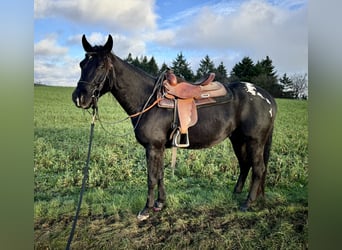 Appaloosa, Caballo castrado, 4 años, 153 cm, Negro