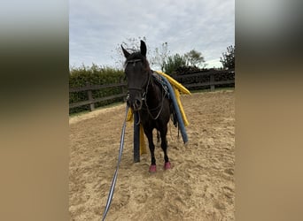 Appaloosa, Caballo castrado, 4 años, 153 cm, Negro