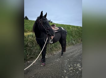 Appaloosa, Caballo castrado, 4 años, 153 cm, Negro