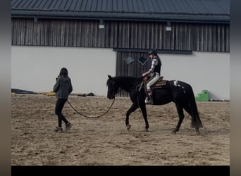 Appaloosa, Caballo castrado, 4 años, 153 cm, Negro