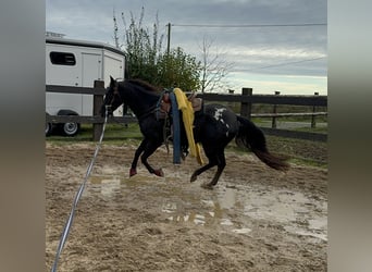 Appaloosa, Caballo castrado, 4 años, 153 cm, Negro