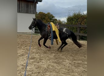 Appaloosa, Caballo castrado, 4 años, 153 cm, Negro