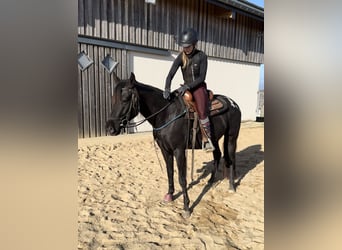 Appaloosa, Caballo castrado, 4 años, 153 cm, Negro