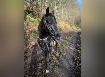 Appaloosa, Caballo castrado, 4 años, 153 cm, Negro