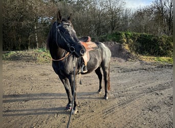 Appaloosa, Caballo castrado, 4 años, 153 cm, Negro