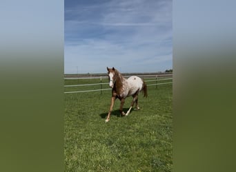 Appaloosa, Caballo castrado, 4 años, 154 cm, Alazán