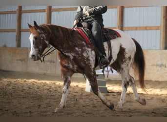 Appaloosa, Caballo castrado, 4 años, 155 cm, Alazán-tostado