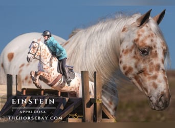 Appaloosa, Caballo castrado, 4 años, 155 cm, Atigrado/Moteado