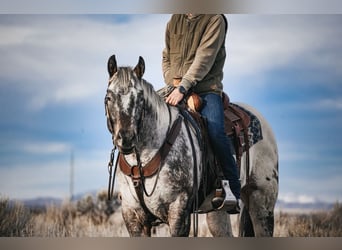 Appaloosa, Caballo castrado, 4 años, 155 cm