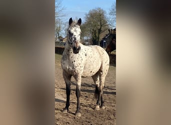 Appaloosa, Caballo castrado, 4 años, 156 cm, Atigrado/Moteado