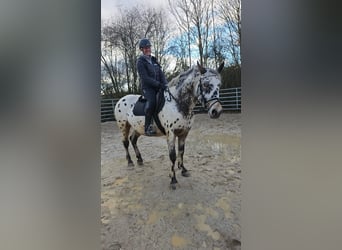 Appaloosa Mestizo, Caballo castrado, 4 años, 156 cm, Atigrado/Moteado