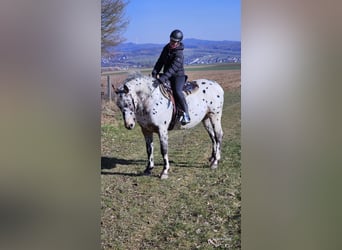 Appaloosa Mestizo, Caballo castrado, 4 años, 156 cm, Atigrado/Moteado