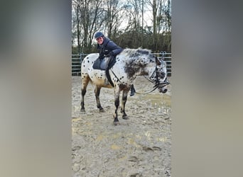 Appaloosa Mestizo, Caballo castrado, 4 años, 156 cm, Atigrado/Moteado