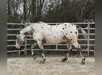 Appaloosa Mestizo, Caballo castrado, 4 años, 156 cm, Atigrado/Moteado