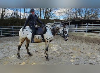 Appaloosa Mestizo, Caballo castrado, 4 años, 156 cm, Atigrado/Moteado