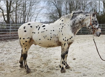 Appaloosa Mestizo, Caballo castrado, 4 años, 156 cm, Atigrado/Moteado