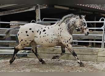 Appaloosa Mestizo, Caballo castrado, 4 años, 156 cm, Atigrado/Moteado