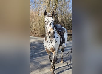 Appaloosa Mestizo, Caballo castrado, 4 años, 156 cm, Atigrado/Moteado