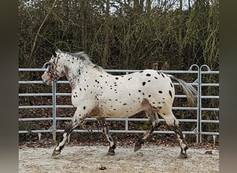 Appaloosa Mestizo, Caballo castrado, 4 años, 156 cm, Atigrado/Moteado