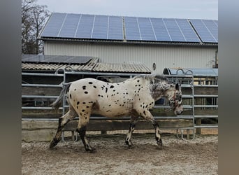 Appaloosa Mestizo, Caballo castrado, 4 años, 156 cm, Atigrado/Moteado