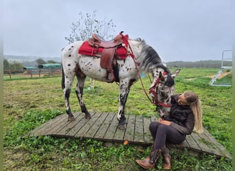 Appaloosa Mestizo, Caballo castrado, 4 años, 156 cm, Atigrado/Moteado