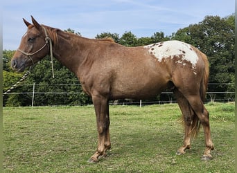 Appaloosa, Caballo castrado, 4 años, 156 cm, Castaño rojizo