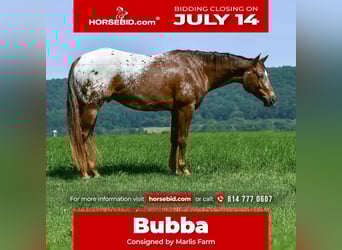 Appaloosa, Caballo castrado, 4 años, 157 cm