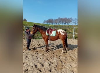 Appaloosa Mestizo, Caballo castrado, 4 años, 158 cm, Atigrado/Moteado