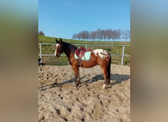 Appaloosa Mestizo, Caballo castrado, 4 años, 158 cm, Atigrado/Moteado