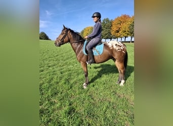 Appaloosa Mestizo, Caballo castrado, 4 años, 158 cm, Atigrado/Moteado