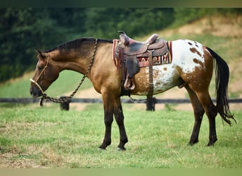 Appaloosa, Caballo castrado, 4 años, 158 cm