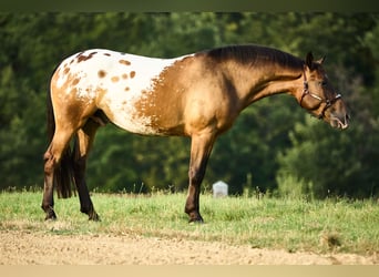 Appaloosa, Caballo castrado, 4 años, 158 cm