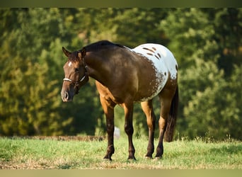 Appaloosa, Caballo castrado, 4 años, 158 cm