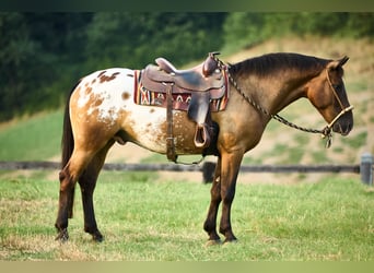 Appaloosa, Caballo castrado, 4 años, 158 cm