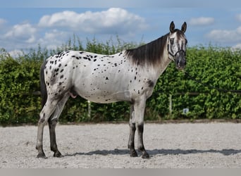 Appaloosa, Caballo castrado, 4 años, 158 cm