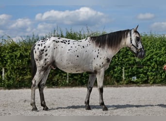 Appaloosa, Caballo castrado, 4 años, 158 cm