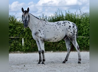 Appaloosa, Caballo castrado, 4 años, 158 cm