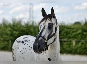 Appaloosa, Caballo castrado, 4 años, 158 cm