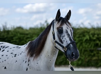 Appaloosa, Caballo castrado, 4 años, 158 cm